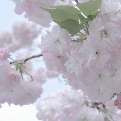 Furry黑白线稿教程福瑞群